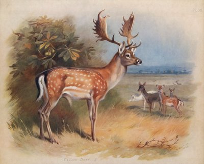 Damhirsch von Archibald Thorburn